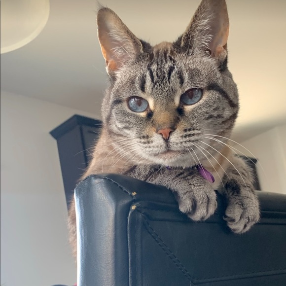 🐾🖤 Meet Your Seller 🖤🐾 - Picture 9 of 16